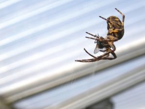 Jak pozbyć się pająków z mieszkania